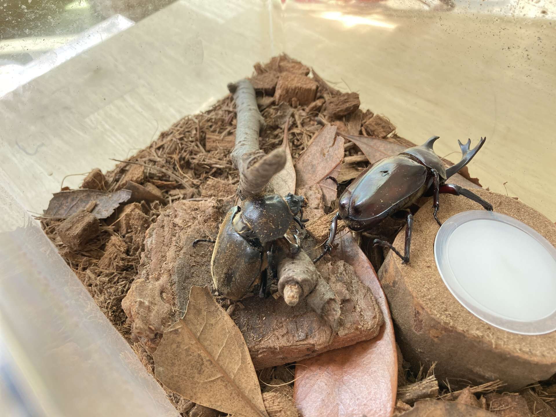 名古屋市西区の放課後等デイサービスと生活介護事業所を展開するクレモナ　生き物を育てる
